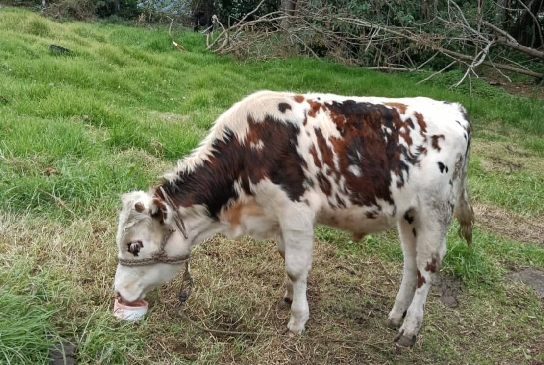 Atención ganaderos! 📢 Ha llegado un hermoso novillo normando puro, sin castrar, con 11 arrobas y 9 meses. Ideal para mejorar tu hato, como futuro reproductor o para engorde. ✨ Ubic — 1