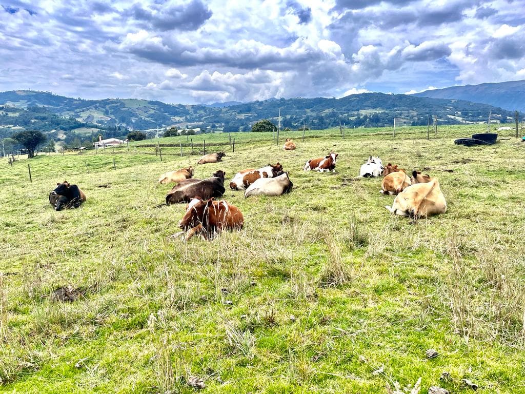 Venta de ganado Lechero ubicado en Sooatquira Boyaca