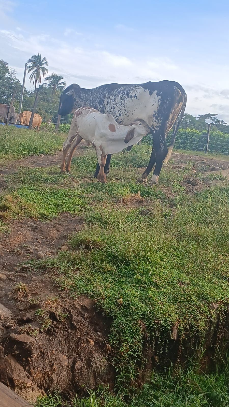 Venta girolanda y su ternera — 1